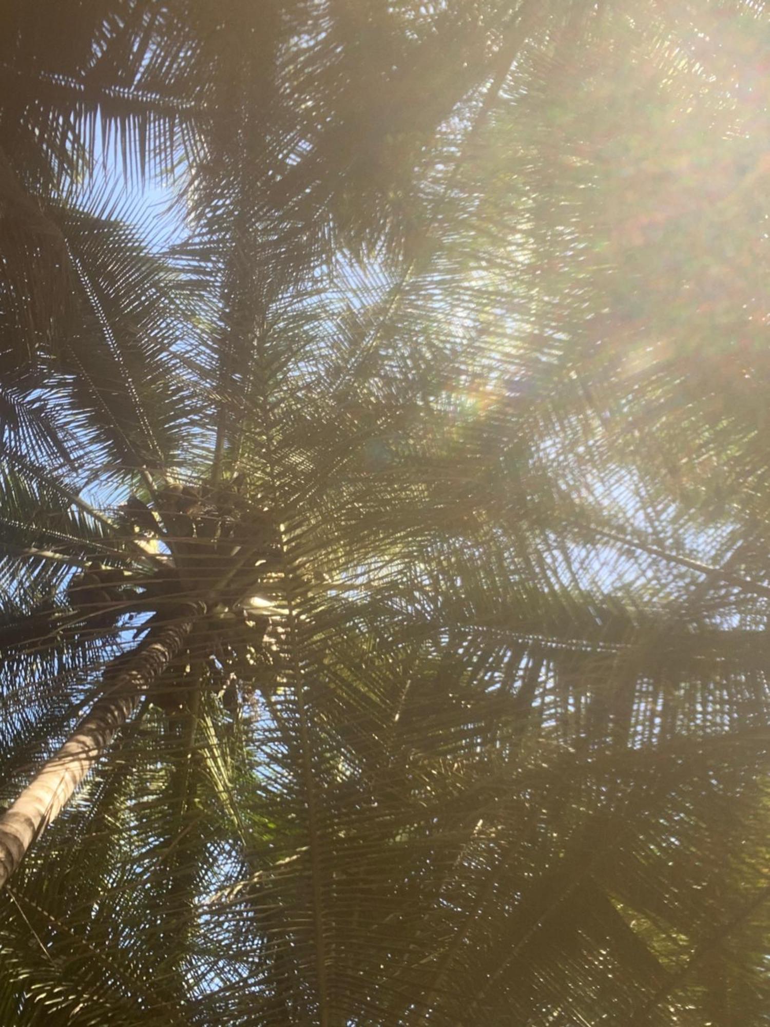 Jungle Beach Resort Sanyang Buitenkant foto